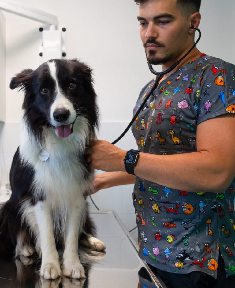 Veterinárna ambulancia Michalovce vyšetruje psa
