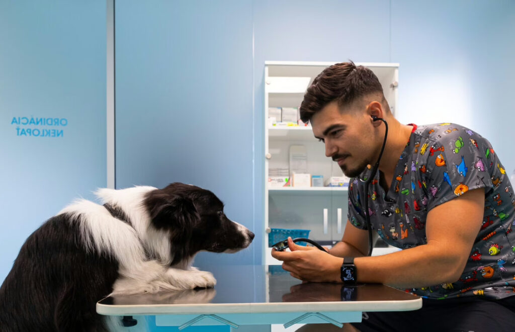 Veterinár v Miloslavove vyšetruje psa