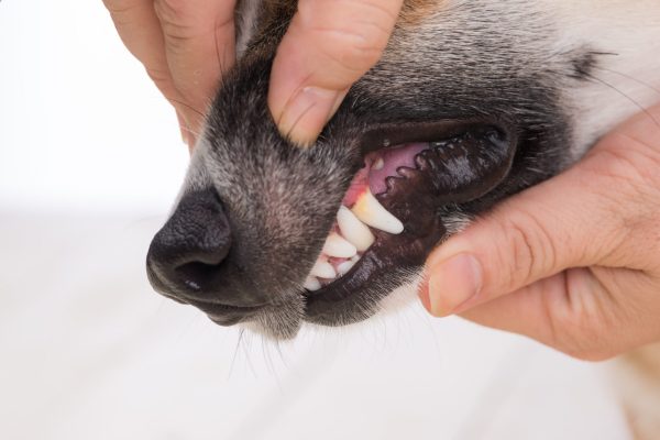 Dentálna hygiena psa alebo mačky veterinár Miloslavov