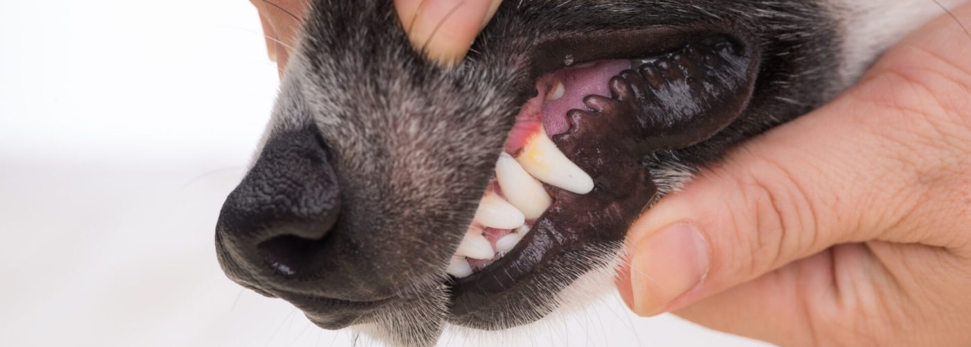 Dentálna hygiena psa alebo mačky veterinár Miloslavov