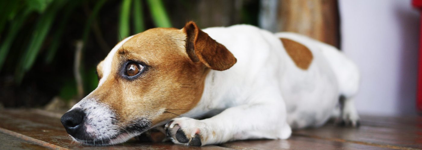 smutný pes sám doma separačná úzkosť