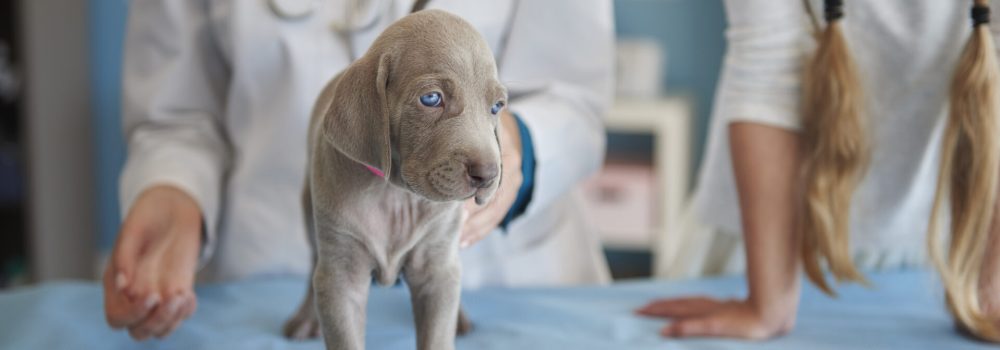 First steps of ill dog