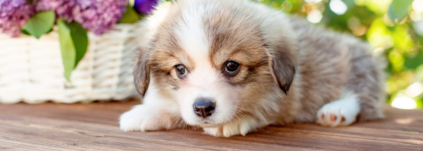 Šteniatko správny rast a vývoj veterinár Miloslavov