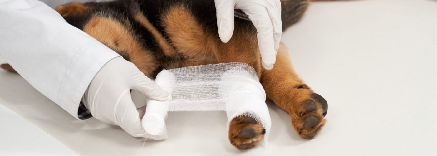 Pes ošetrený na veterinárnej pohotovosti VetON v Miloslavove