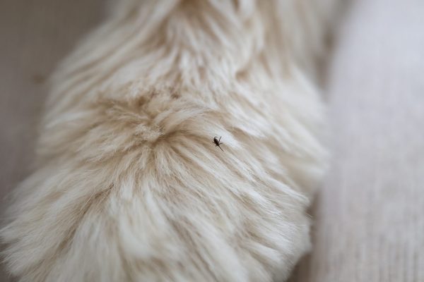 Kliešť v srsti psa prevencia antiparazitiká veterinár