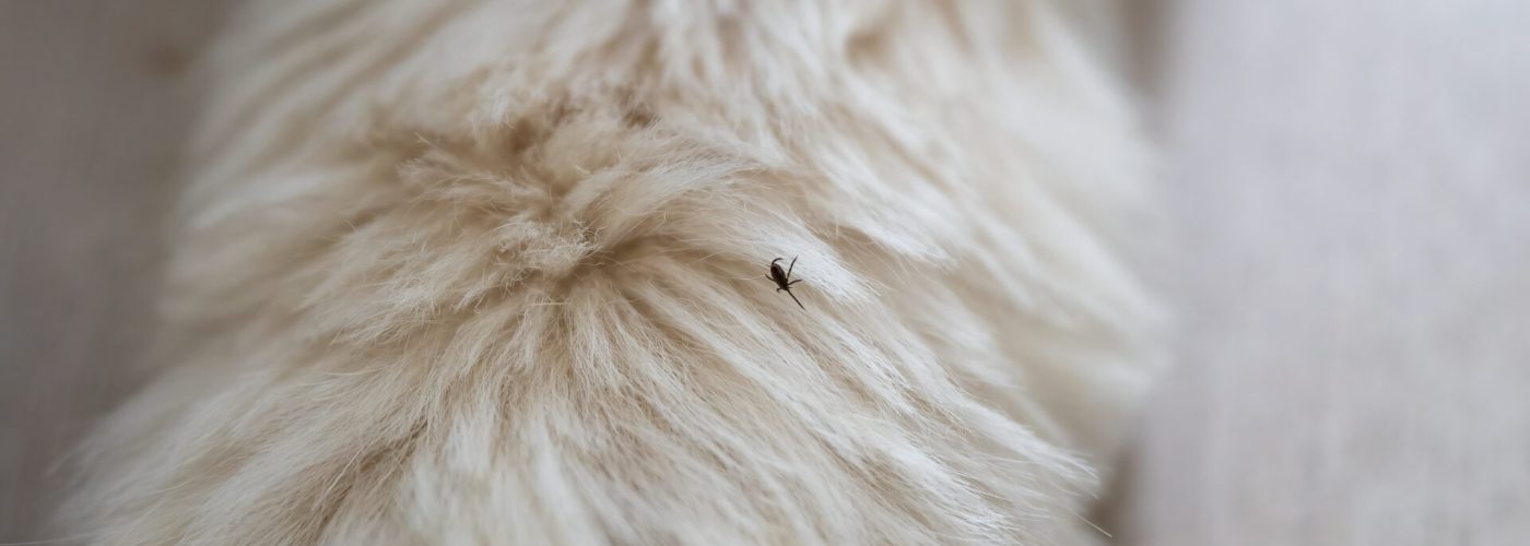 Kliešť v srsti psa prevencia antiparazitiká veterinár